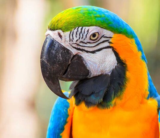 macaw names