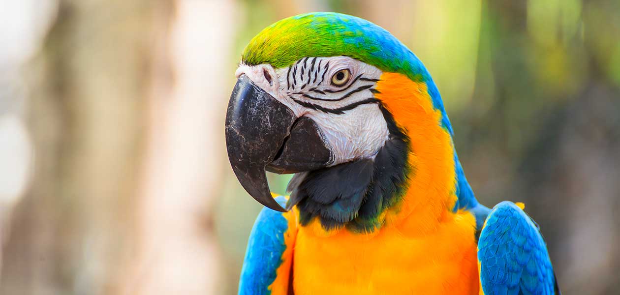 Macaw Names - Over 300 Of The Best Macaw Parrot Name Ideas