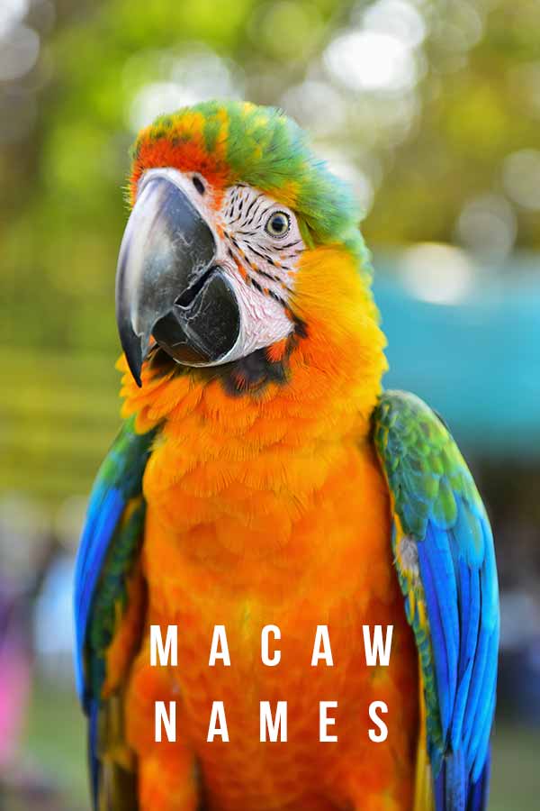 mod besværlige sangtekster Macaw Names - Over 300 Of The Best Macaw Parrot Name Ideas