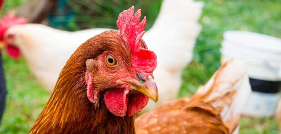 Rhode Island Red Chicken Names Over 250 Ideas For Whole Flocks