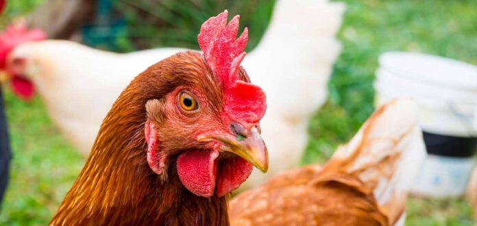 rhode island red chicken names