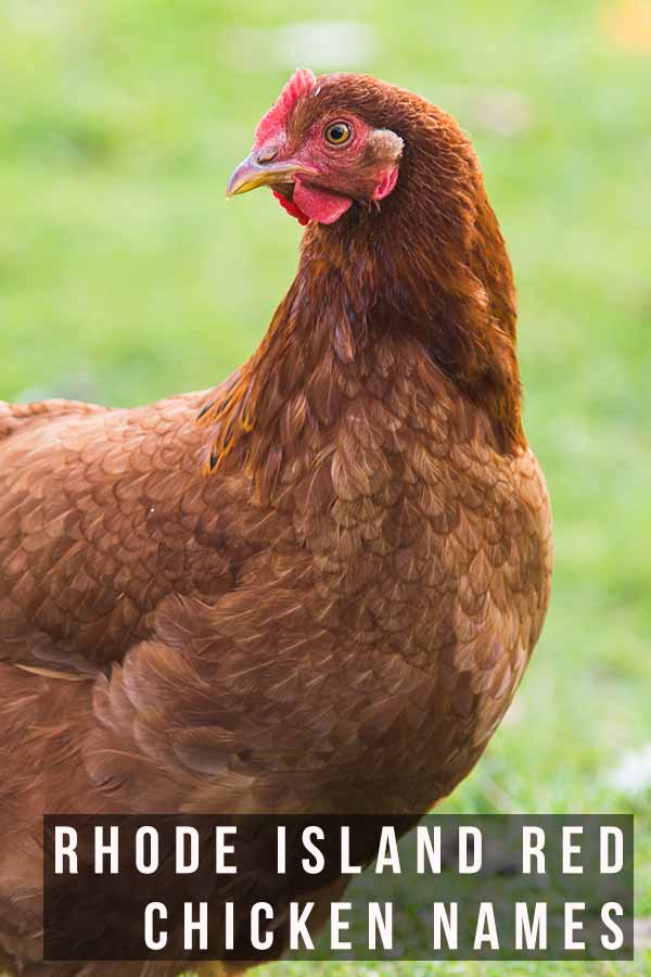 rhode island red chicken names