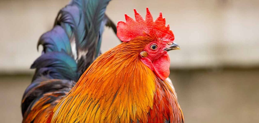 Rooster Names Over 300 Awesome Ideas For Your Cockerel