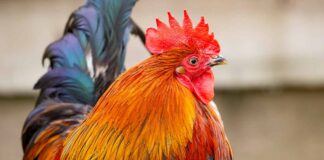 rooster names