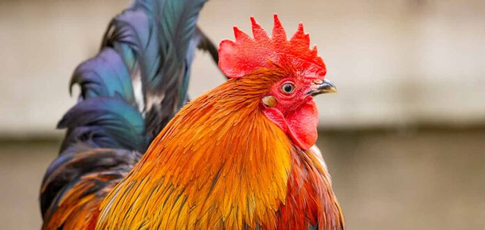 rooster-names-over-300-awesome-ideas-for-your-cockerel