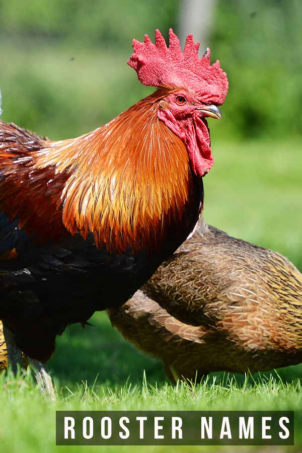 Rooster Names - Over 300 Awesome Ideas For Your Cockerel