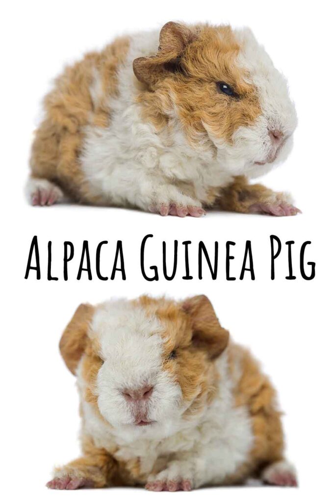 Alpaca guinea pig