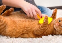 Ginger cat being brushed