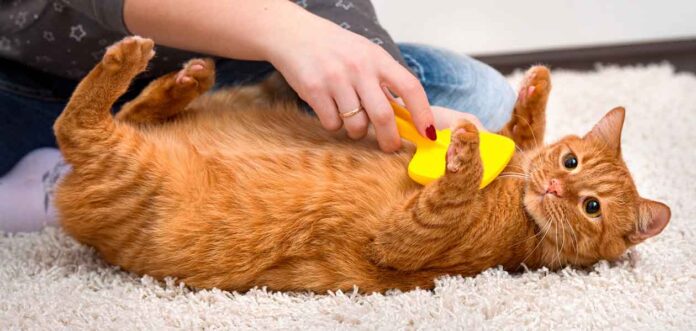 Ginger cat being brushed