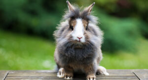 lionhead rabbits