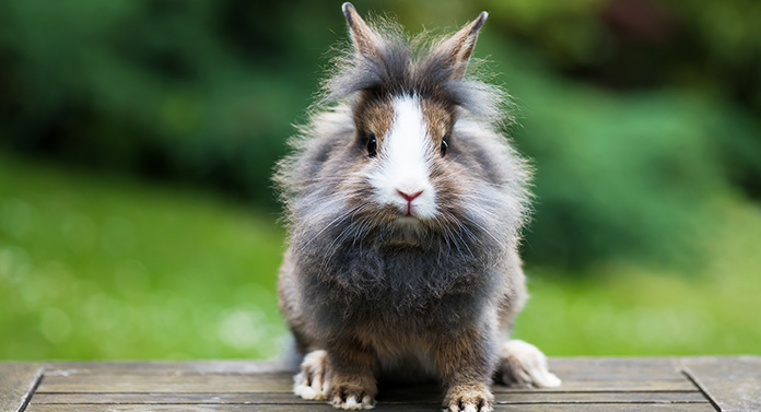 baby dwarf lionhead bunny