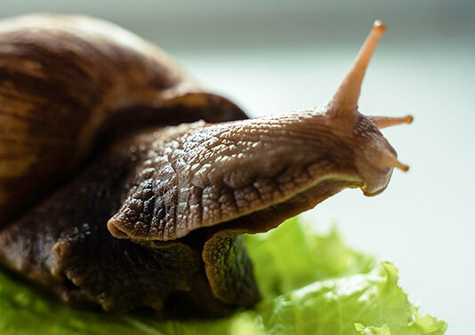 pet snail