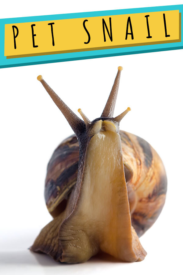 pet snail