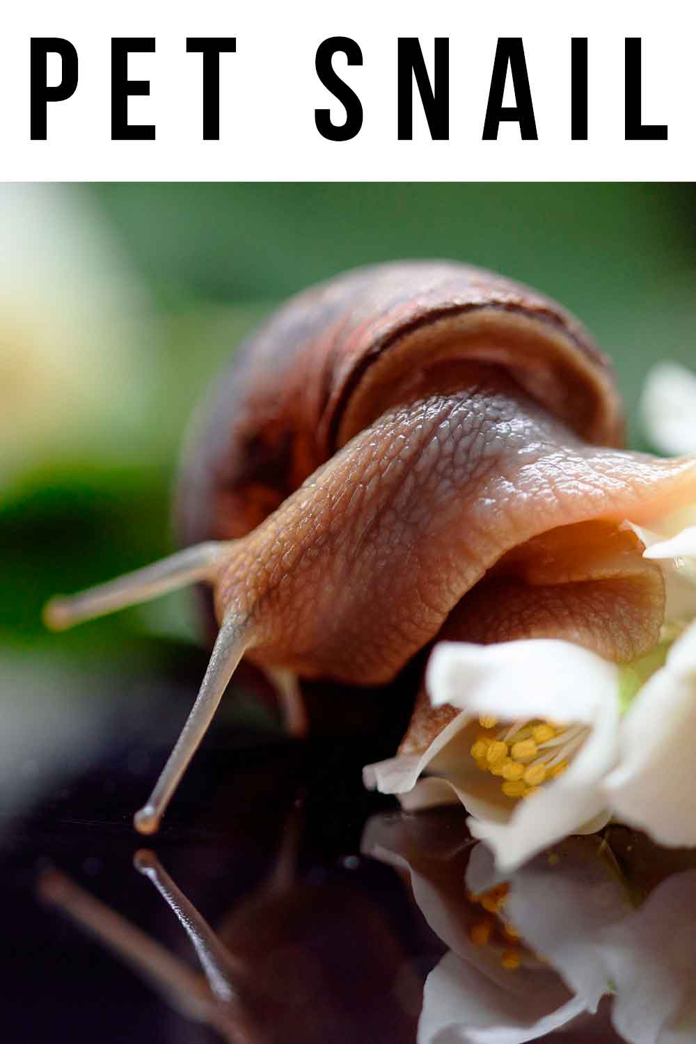 pet snail 