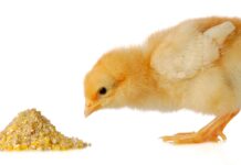 what do baby chicks eat