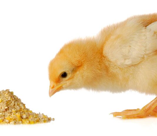 what do baby chicks eat
