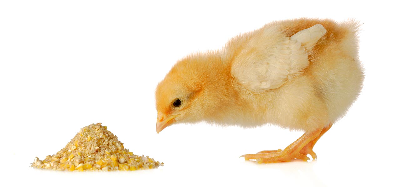 What Do Baby Chicks Eat? 