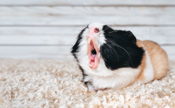 guinea pig sneezing