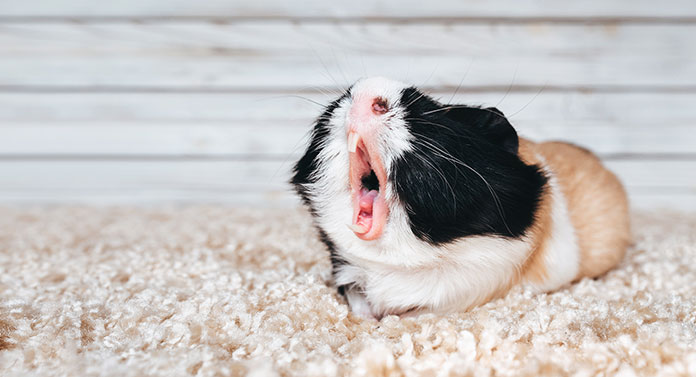guinea pig sneezing