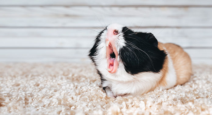 How To Stop Guinea Pigs Chewing On Cage Bars All The Time