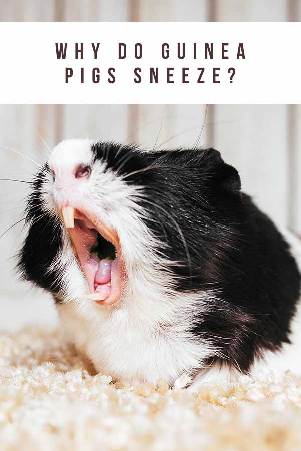 pigs sneeze sneezing allergies irritation immediately infections squeaksandnibbles