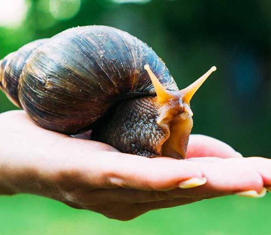 giant african land snail