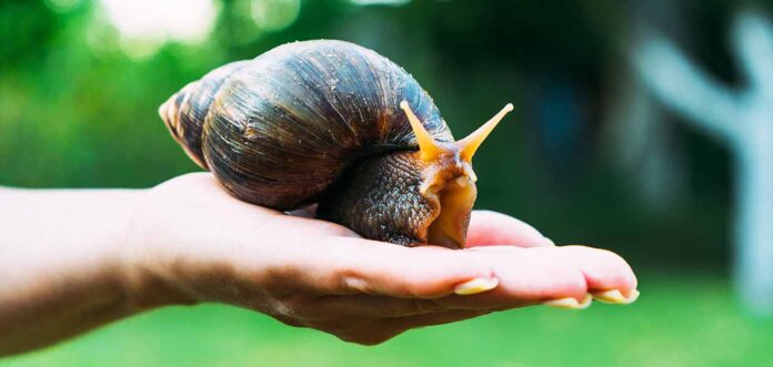 giant african land snail