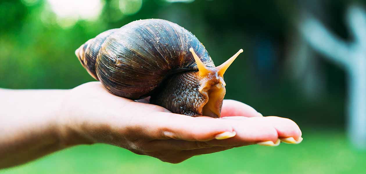 Giant African Land Snail RhaiganEnes giant-african-land-snail-rhaiganenes