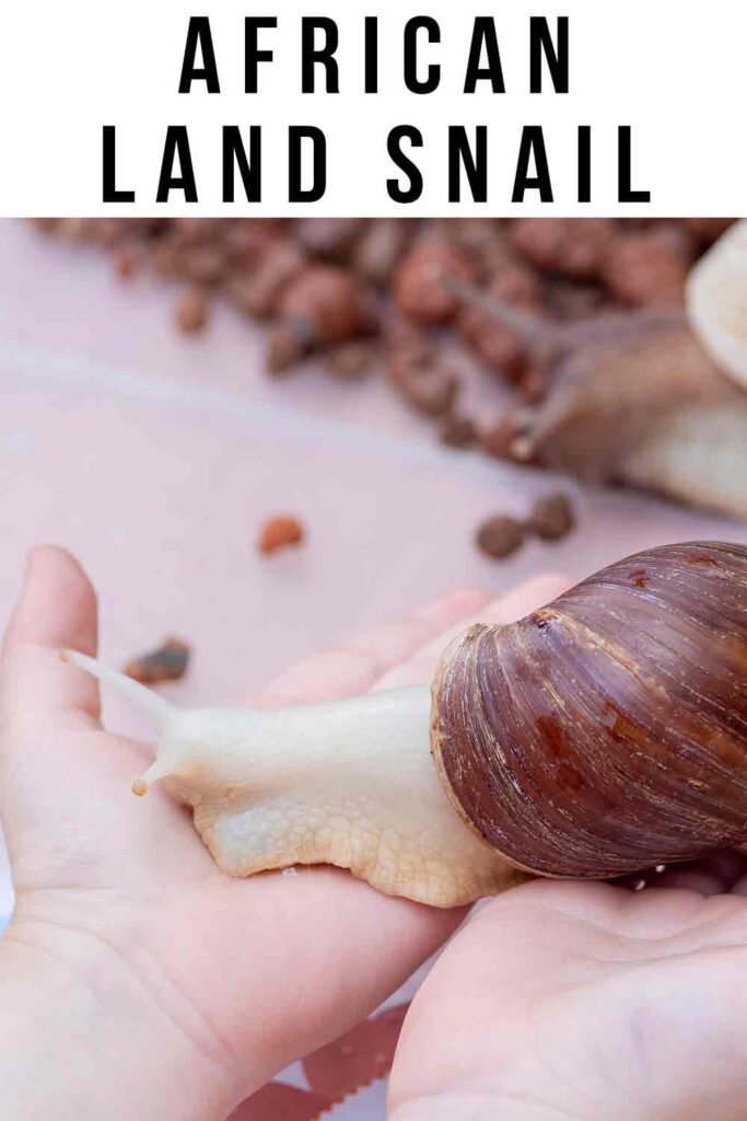 giant african land snail