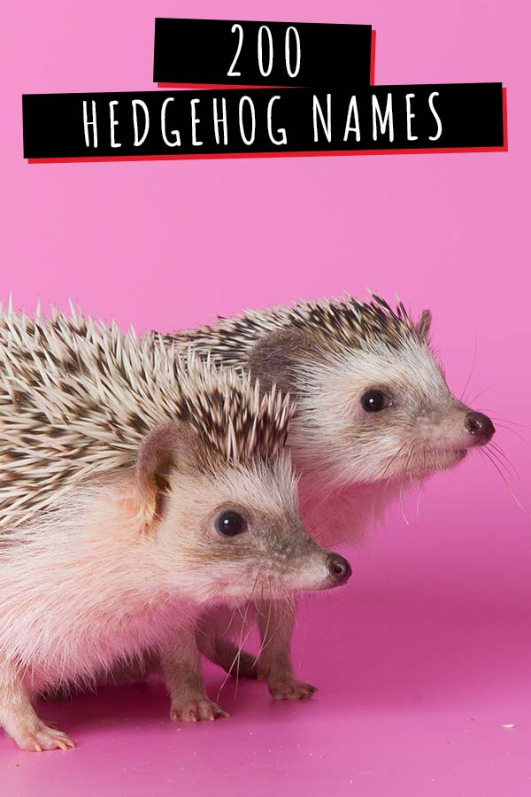 Two hedgehogs, with the caption "200 Hedgehog Names"