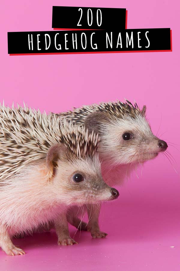 Hedgehog Names 200 Amazing Ideas For Naming Your Prickly Pal