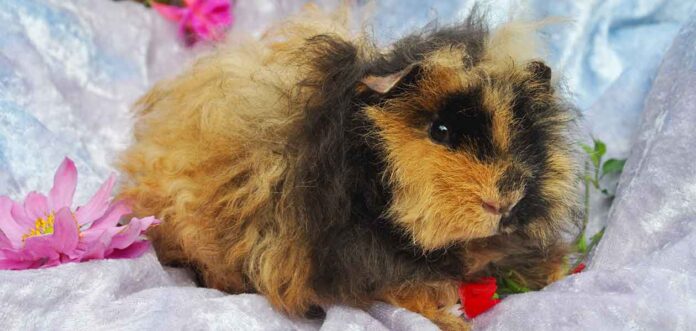 minipli guinea pig