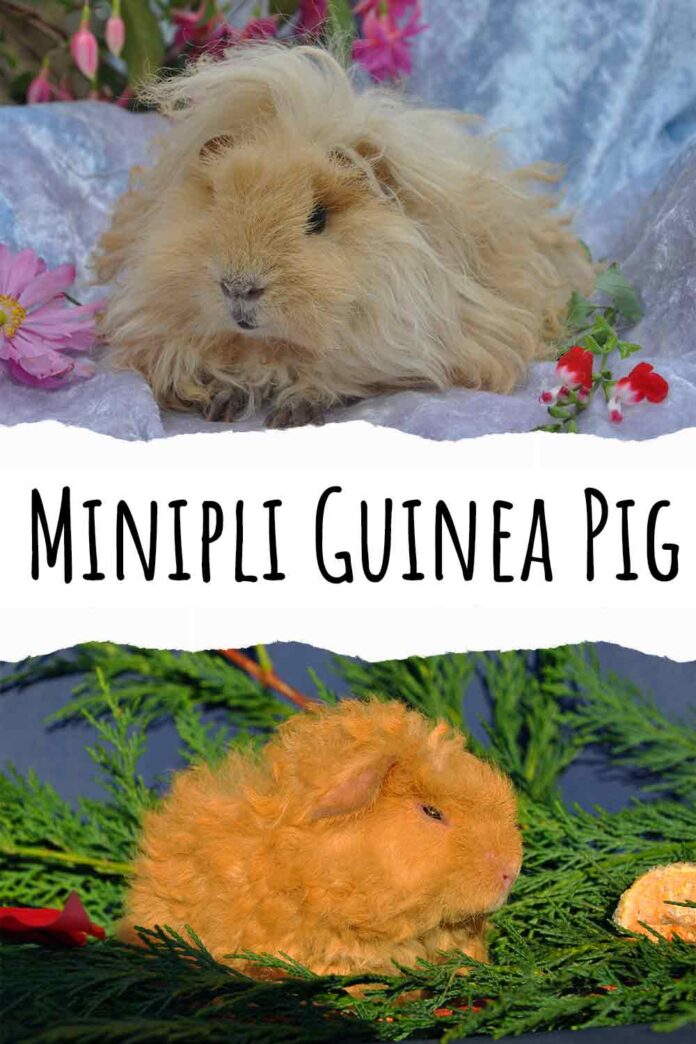 Minipli Guinea Pig A New Curly Coated Cavy Breed