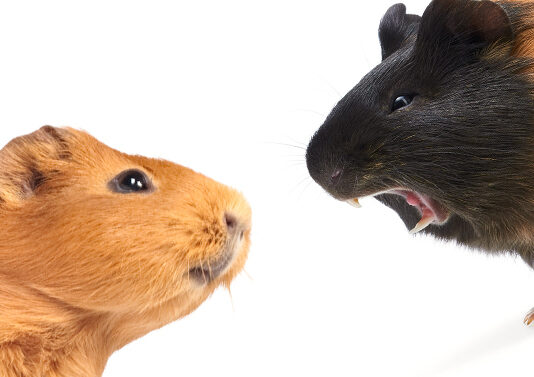 why do my guinea pigs fight
