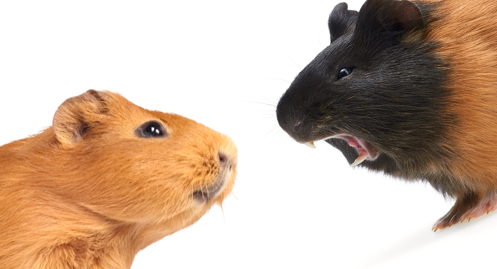 why do my guinea pigs fight