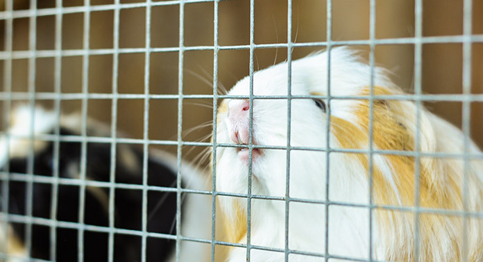 guinea pigs chewing cage bars