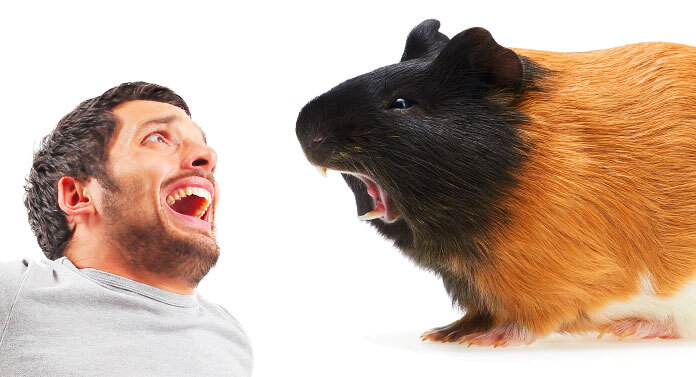 Why Do Guinea Pigs Chatter Their Teeth At Each Other?