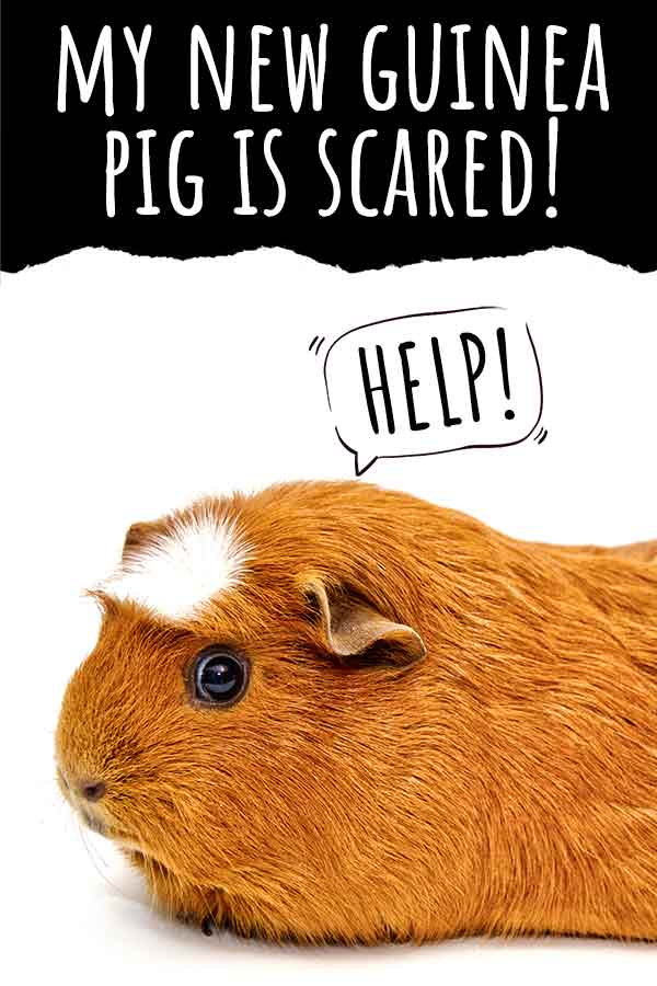 why is my guinea pig scared