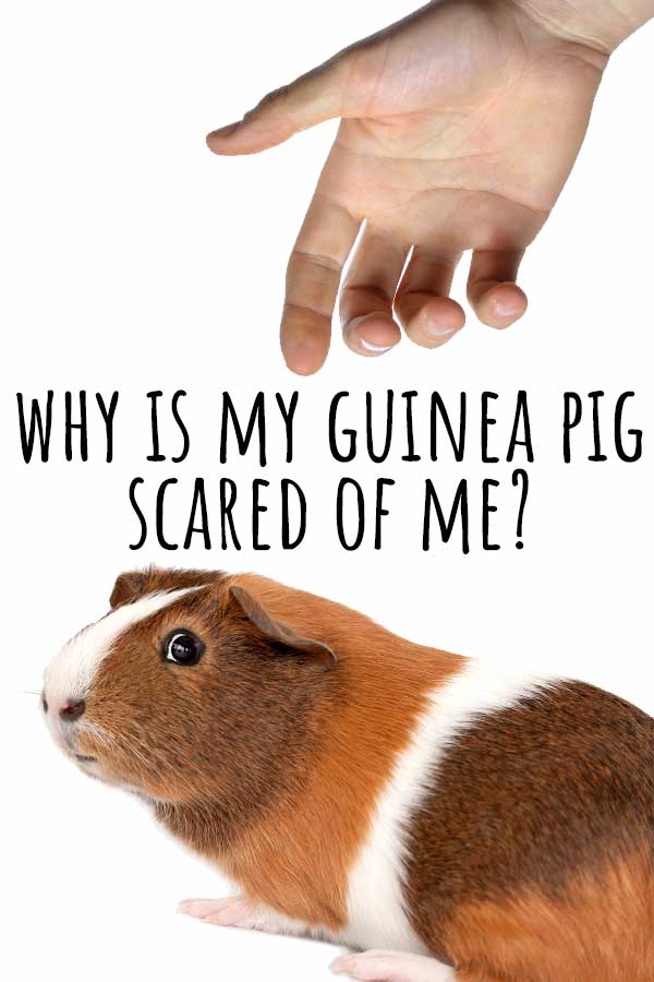 why is my guinea pig scared