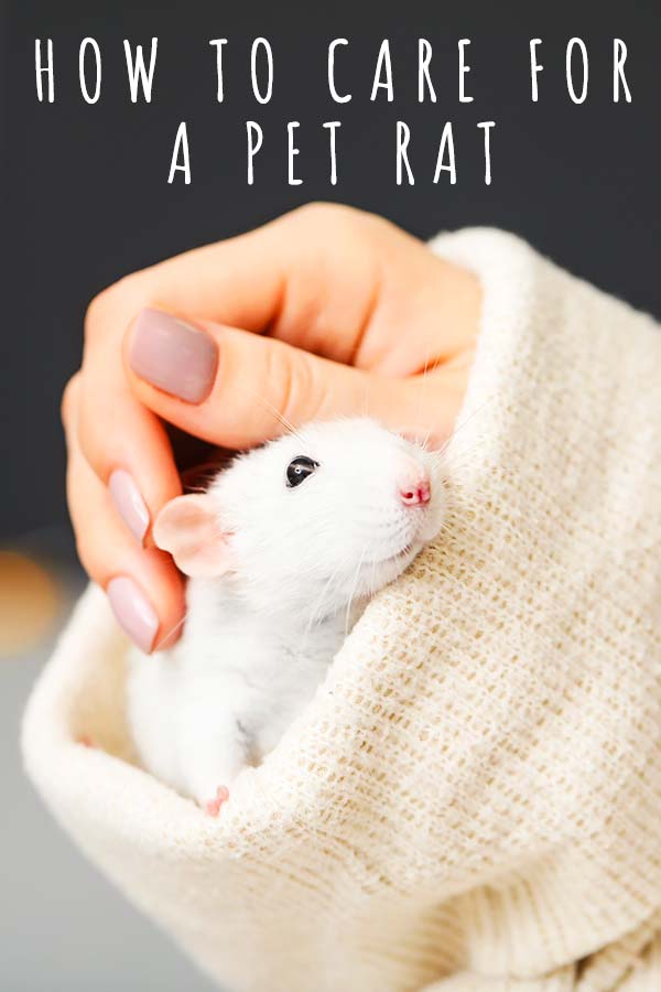 pet rat care
