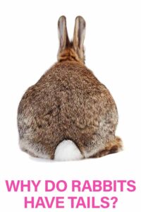 Why Do Rabbits Have Tails And What Do They Use Them For?