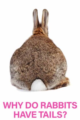 Why Do Rabbits Have Tails And What Do They Use Them For?