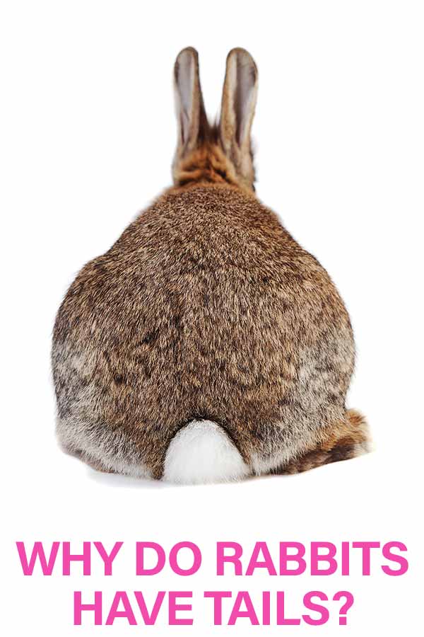 why do rabbits have tails