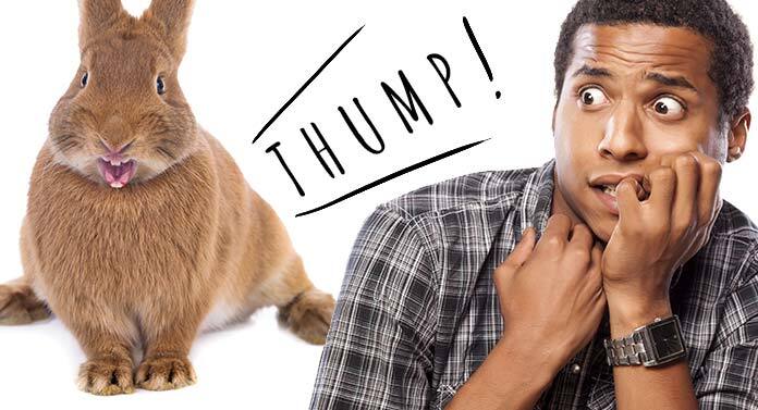 why-do-rabbits-thump-explaining-common-bunny-behaviors