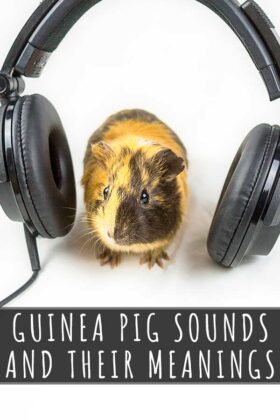 Guinea Pig Sounds And Their Meanings - A Guide To Guinea Pig Noises