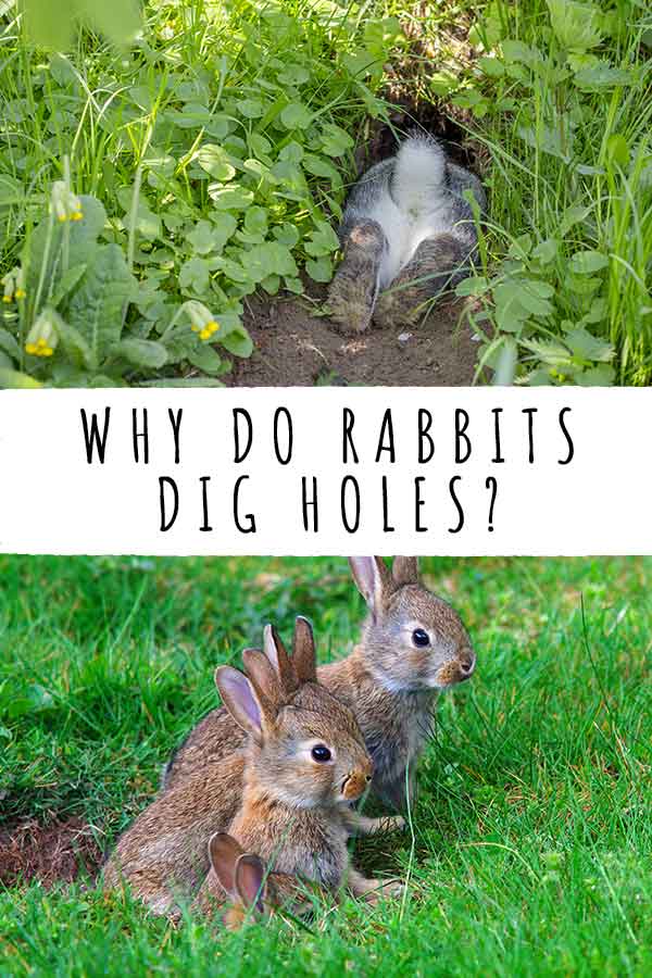 Why Do Rabbits Dig Holes In Your Yard And Their Bedding