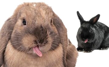 why do rabbits lick things