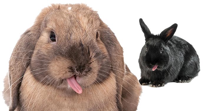 Why Do Rabbits Lick Things? (Normal Vs. Excessive Licking) 