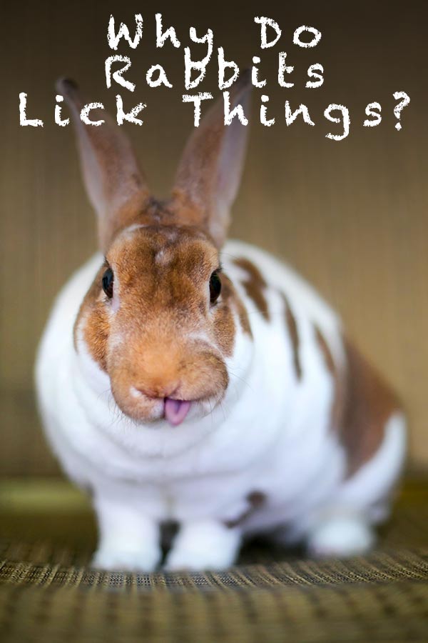 why do rabbits lick things