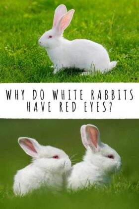 Why Do White Rabbits Have Red Eyes? Albinism In Rabbits